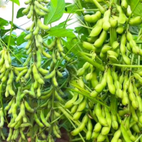 青食毛豆种子青豆早熟高产大粒五谷杂粮蔬菜种孑家庭院农作物盆栽