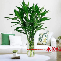 富贵竹水培植物转运竹花卉绿植室内盆栽绿萝箩水养带根鲜花发财树
