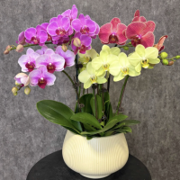 蝴蝶兰花苗带花剑客厅室内四季盆栽花卉绿植当年开花兰花苗 带花苞