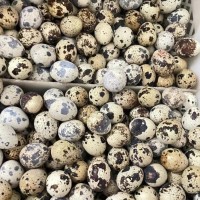 鹌鹑蛋生蛋绿色杂粮生鲜蛋鹌鹑蛋辅食鹌鹑蛋鸟蛋