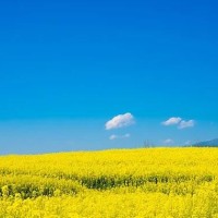 沙河红薯岭农旅融合项目（河北）