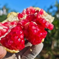 河南灵宝市 突尼斯软籽石榴 黄土高原软籽石榴 鲜甜多汁味道浓
