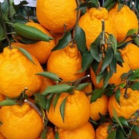 丑橘，不知火 电商一件代发