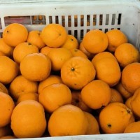 湖北宜昌特早熟蜜桔柑桔桔子代办