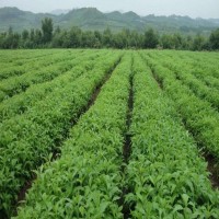 瑞泰丰农业 甘草种子 种籽药材种基地 甘草 药用价值 种植技术