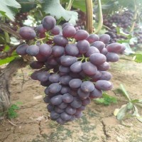 华鲁农业 产地嫁接苗 紧实度高 提供技术 繁育基地