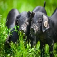 生态黑猪 养殖指导技术 改良品种，易饲养 鸿超农业